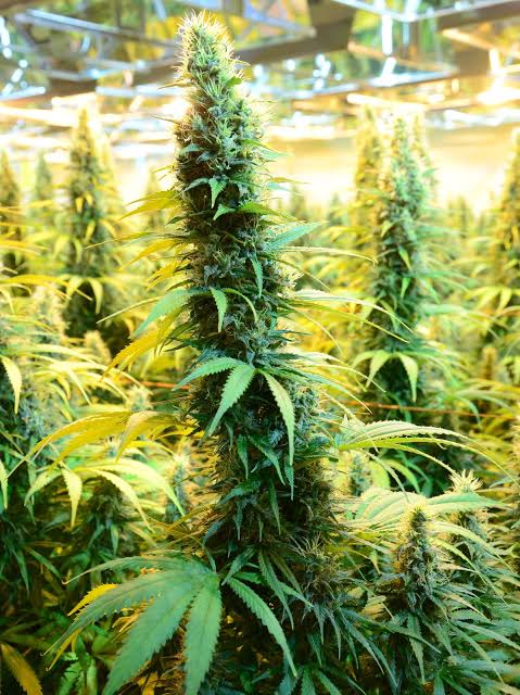Telegram:(@arven_knox) Buy Coke,Weed,MDMA,Meth,Cannabis,Cocaine in London.