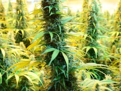 Telegram:(@arven_knox) Buy Coke,Weed,MDMA,Meth,Cannabis,Cocaine in Moscow.